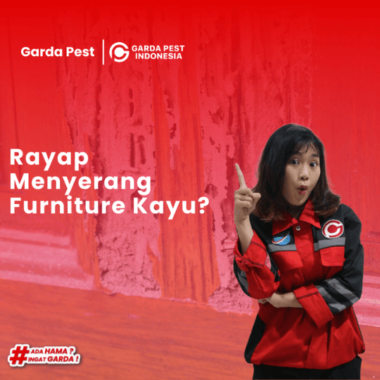 Jasa Pembasmi Rayap Terdekat