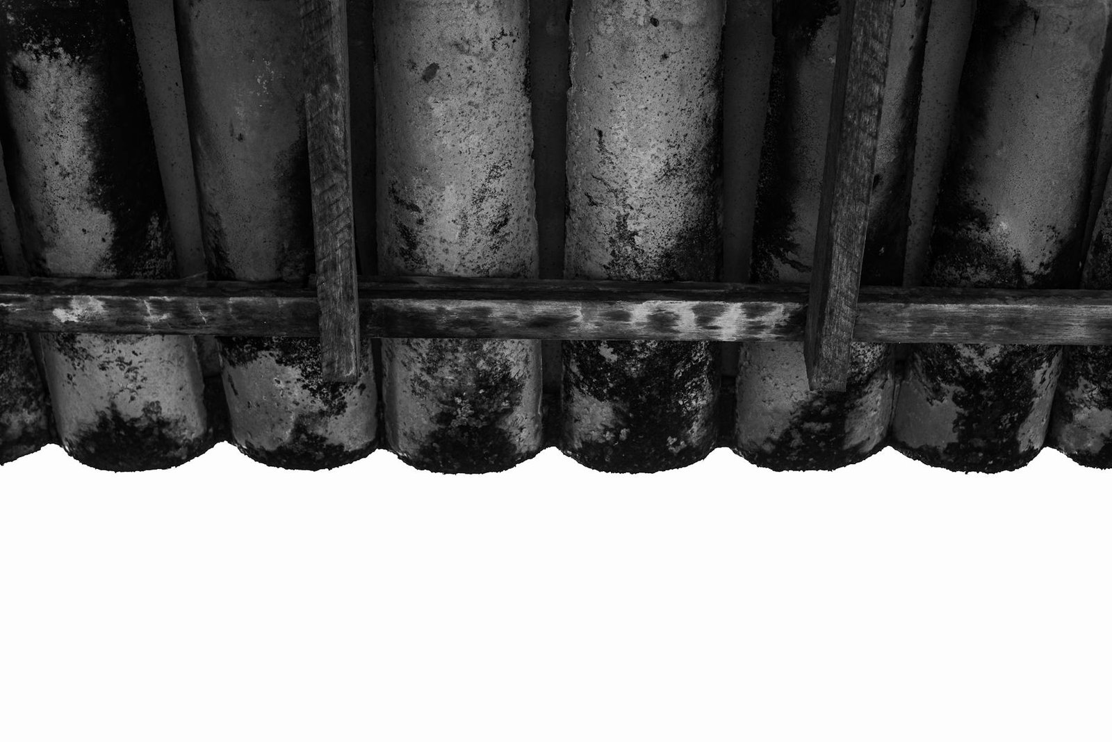 cara membasmi black mold